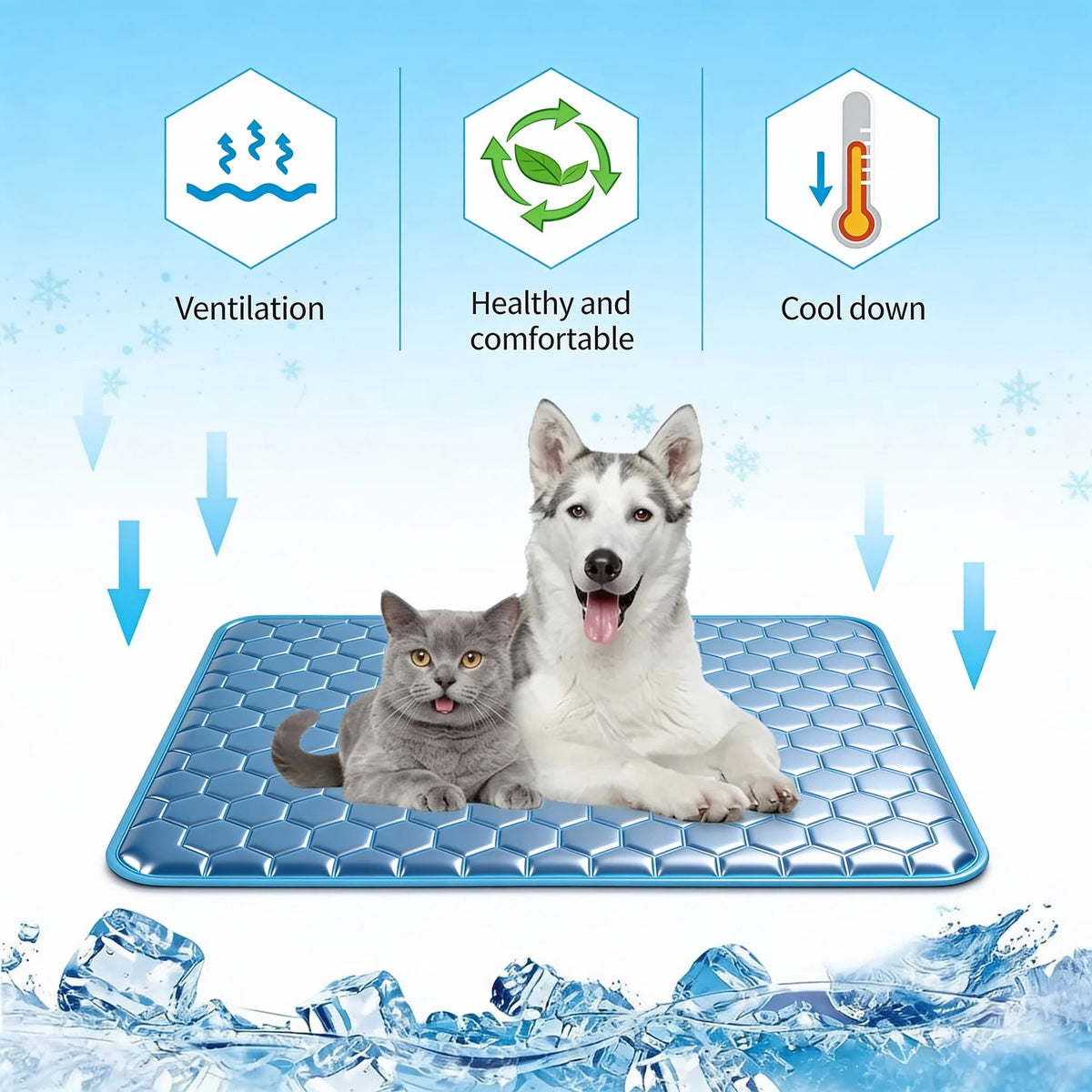 Teddy Cool❄️ - Teddy Pet